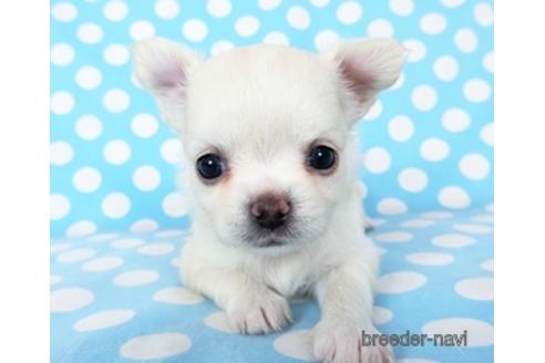 成約済の千葉県のチワワ(ロングコート)-194099の16枚目