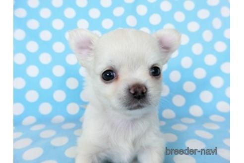 成約済の千葉県のチワワ(ロングコート)-194099の14枚目