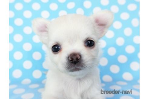 成約済の千葉県のチワワ(ロングコート)-194099の13枚目