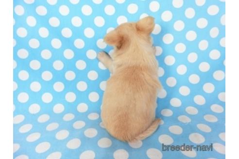 成約済の千葉県のチワワ(ロングコート)-194103の11枚目