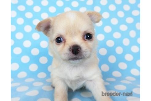 成約済の千葉県のチワワ(ロングコート)-194103の10枚目