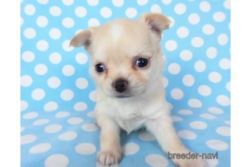 成約済の千葉県のチワワ(ロングコート)-194103の9枚目