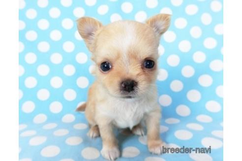 成約済の千葉県のチワワ(ロングコート)-194106の12枚目