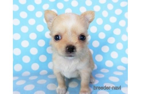 成約済の千葉県のチワワ(ロングコート)-194106の10枚目