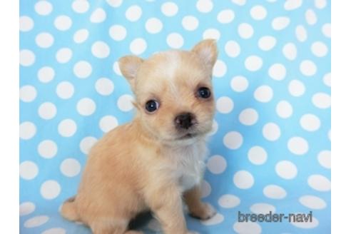 成約済の千葉県のチワワ(ロングコート)-194106の9枚目