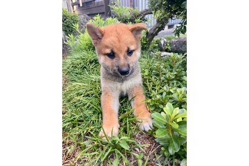 成約済の福井県の柴犬-189476の2枚目