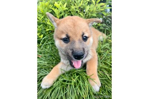 成約済の福井県の柴犬-189476の3枚目