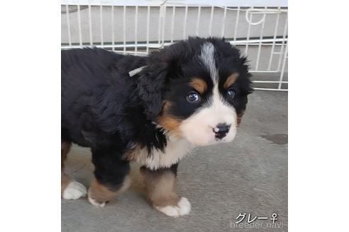 成約済の埼玉県のバーニーズマウンテンドッグ-194157の10枚目