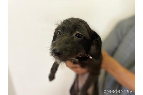 千葉県のミックス犬 女の子 22 04 11生まれ ブラック 黒 子犬id ブリーダーナビ