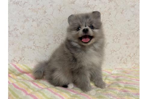 成約済の新潟県のポメラニアン-194238の1枚目