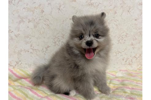 成約済の新潟県のポメラニアン-194238の3枚目