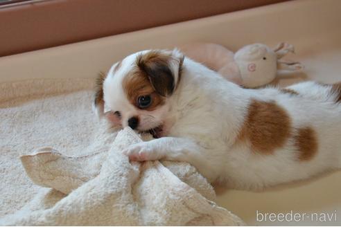 成約済の茨城県のミックス犬-191747の2枚目