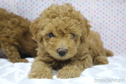 成約済の山梨県のトイプードル-191056の6枚目