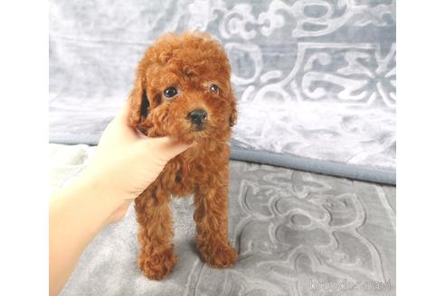 成約済の茨城県のトイプードル-192021の3枚目
