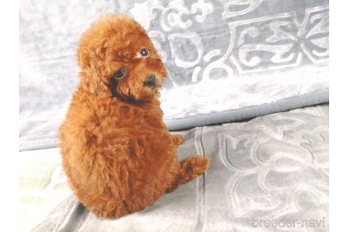 成約済の茨城県のトイプードル-192021の2枚目