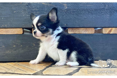 成約済の愛知県のチワワ(ロングコート)-194295の2枚目