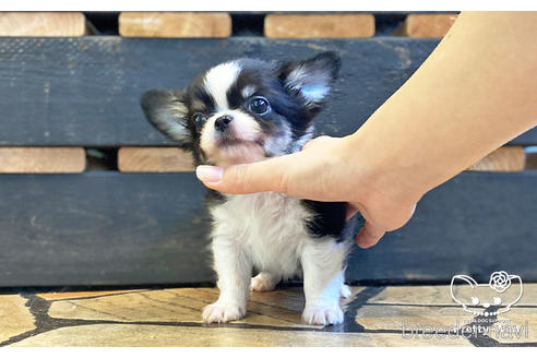 成約済の愛知県のチワワ(ロングコート)-194295の3枚目