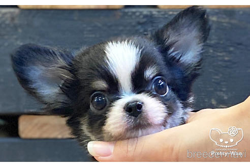 成約済の愛知県のチワワ(ロングコート)-194295の1枚目