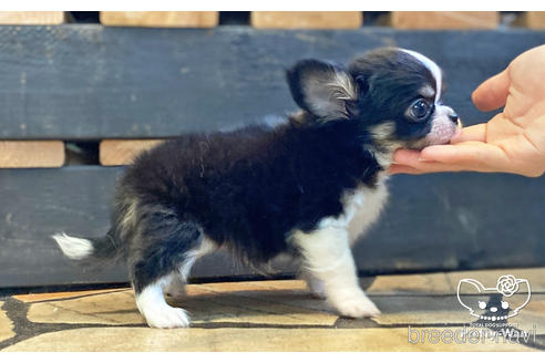 成約済の愛知県のチワワ(ロングコート)-194295の4枚目