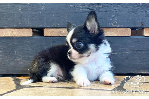 成約済の愛知県のチワワ(ロングコート)-194295の5枚目