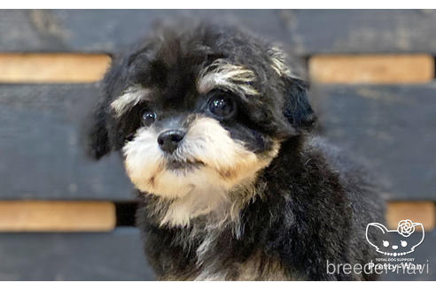 成約済の愛知県のチワプー:チワワ×トイプードル-194296の2枚目