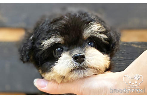 成約済の愛知県のチワプー:チワワ×トイプードル-194296の1枚目