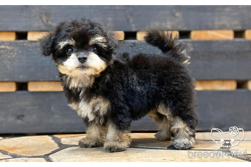 成約済の愛知県のチワプー:チワワ×トイプードル-194296の3枚目