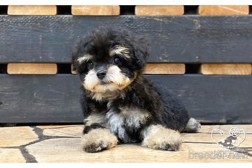 成約済の愛知県のチワプー:チワワ×トイプードル-194296の4枚目