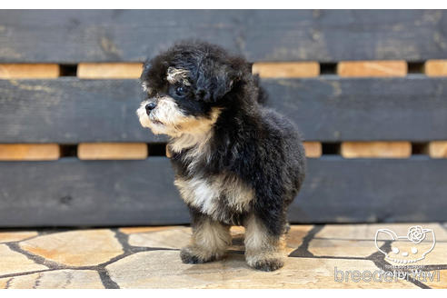 成約済の愛知県のチワプー:チワワ×トイプードル-194296の5枚目