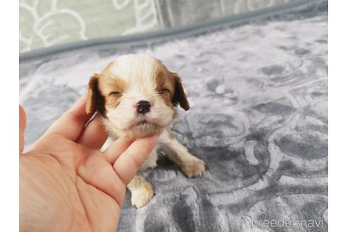 成約済の茨城県のキャバリアキングチャールズスパニエル-194301の4枚目