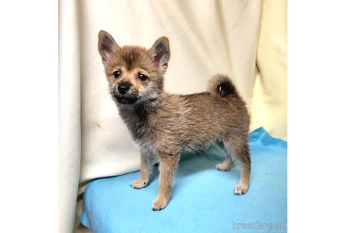 成約済の茨城県のミックス犬-186237の35枚目