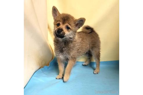 成約済の茨城県のミックス犬-186237の32枚目