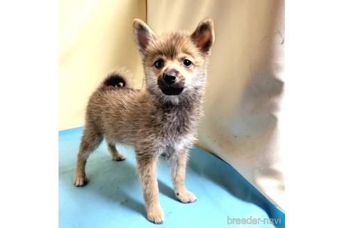 成約済の茨城県のミックス犬-186237の31枚目