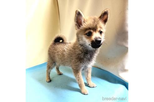 成約済の茨城県のミックス犬-186237の34枚目
