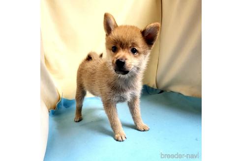 成約済の茨城県のミックス犬-186236の32枚目