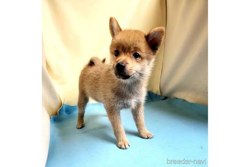 成約済の茨城県のミックス犬-186236の35枚目