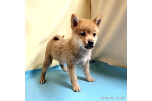 成約済の茨城県のミックス犬-186236の31枚目