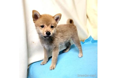 成約済の茨城県のミックス犬-186236の34枚目