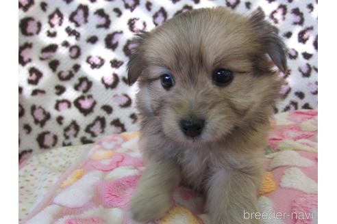 成約済の福岡県のミックス犬-190812の5枚目