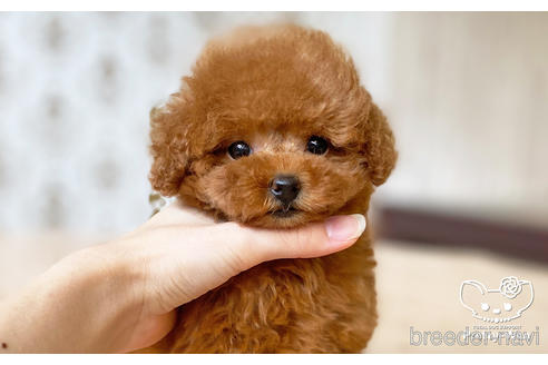 成約済の愛知県のティーカッププードル-194388の2枚目