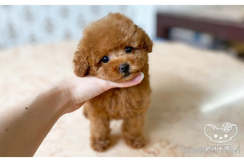 成約済の愛知県のティーカッププードル-194388の3枚目