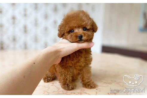 成約済の愛知県のティーカッププードル-194388の4枚目