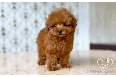 成約済の愛知県のティーカッププードル-194388の5枚目