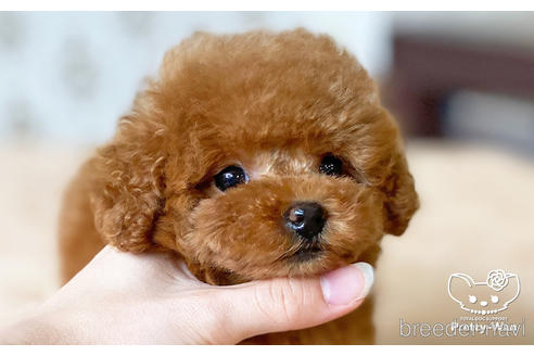 成約済の愛知県のティーカッププードル-194388の6枚目