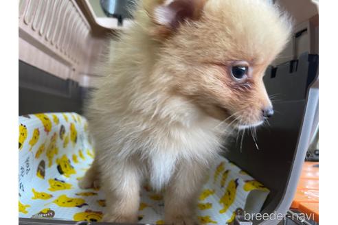 成約済の愛媛県のポメラニアン-194401の2枚目