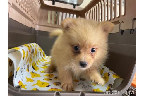 成約済の愛媛県のポメラニアン-194401の3枚目