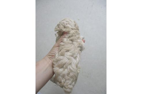 成約済の鳥取県のティーカッププードル-190873の3枚目