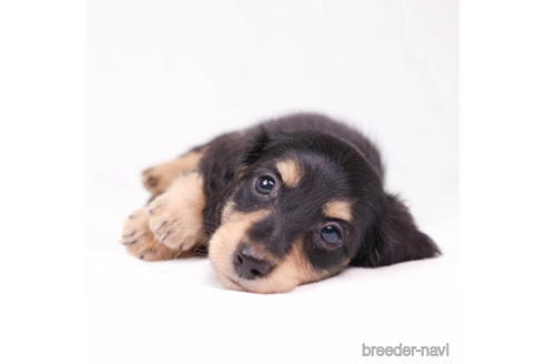 成約済の東京都のミニチュアダックスフンド(ロングヘアード)-194450の3枚目