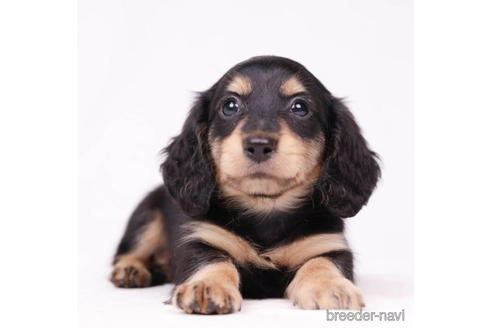 成約済の東京都のミニチュアダックスフンド(ロングヘアード)-194450の4枚目