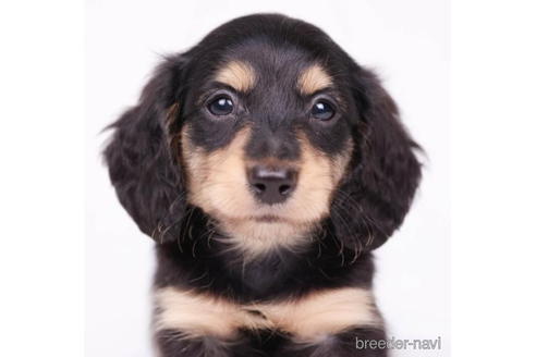 成約済の東京都のミニチュアダックスフンド(ロングヘアード)-194450